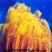 Feather Star
