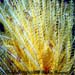 Feather Star