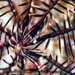Feather Star