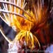 Feather Star