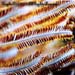 Feather Star