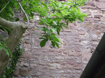 West end alcove with Medieval archway