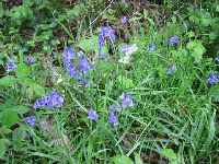Spot the plant with the white flowers