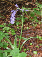 Bluebell