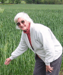Wheat crop