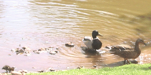 Vigilant parents