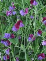 Cupani sweet peas