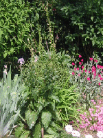 Verbascum bush