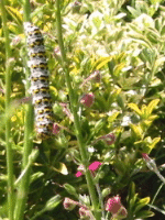 Mullien shark caterpillar