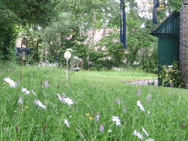 Lawn sprinkled with wild flowers