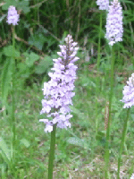 Early purple orchid