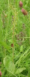 Green orchid