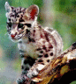 thm_Bigcat42.gif