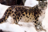 thm_Bigcat44.gif