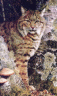thm_Bobcat_3.gif