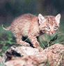 thm_Bobcat_31.gif