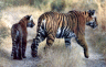 thm_bigcat36.gif