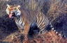 thm_bigcat37x.gif