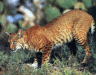 thm_bobcat 04.gif