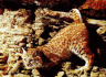thm_bobcat1.gif
