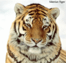 thm_tiger06.gif