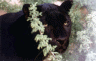 thm_Black_Cat-01.gif