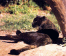 thm_Black_Cat-02.gif