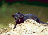 thm_blackleopardyoung.gif