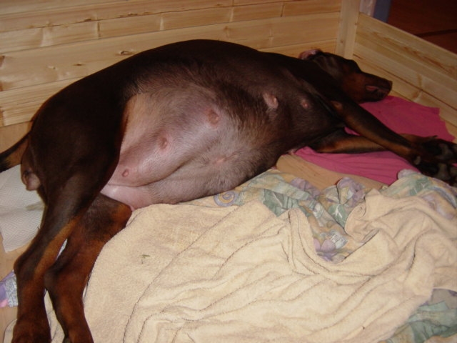 About 10 hours before delivery