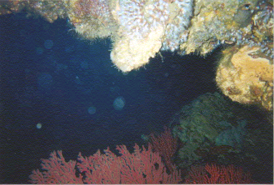 Gorgonia and coral growth