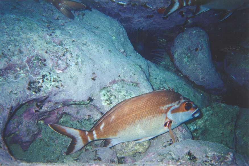 redmorwong