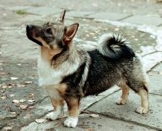 Fennican Felix skarsson