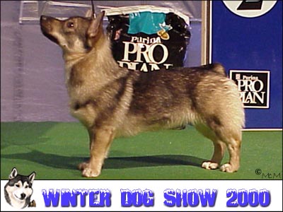 Fennican Geeba Gerbera