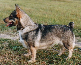 Fennican Kulta Kimpale