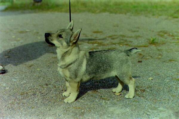 Fennican Glada Gladiolus