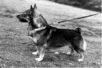 Fennican Ahkeraliisa