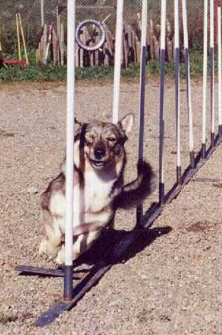 Fennican Assa Tassa in agility again