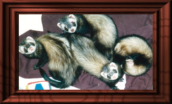 fuzzies016.jpg