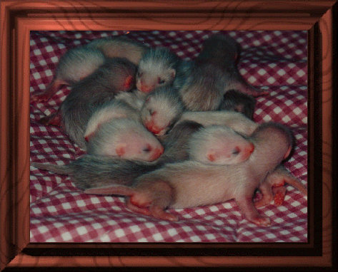 fuzzies018.jpg