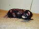 fuzzies020.jpg