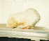 fuzzies021.jpg
