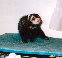 fuzzies026.jpg