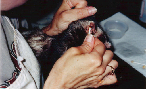 fuzzies036.jpg