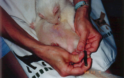 fuzzies037.jpg