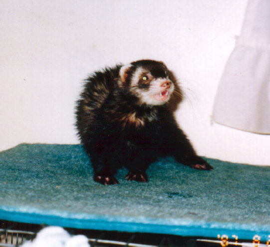 fuzzies043.jpg