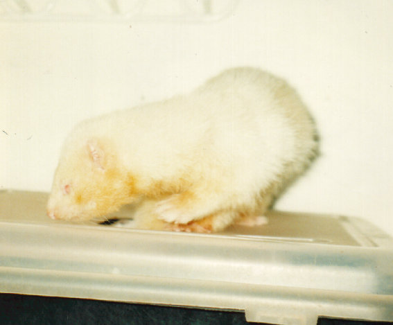 fuzzies046.jpg