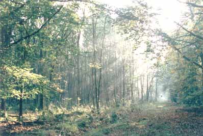 Waldspaziergang