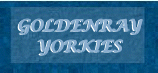 Goldenray Yorkies