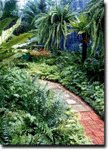 Fern005.gif