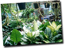 Fern006.gif